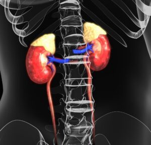 Color picture of the adrenal glands