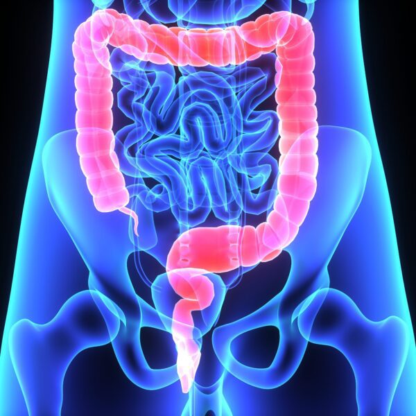 diagram of the human colon