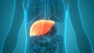 picture of a human liver
