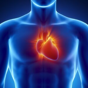 human heart