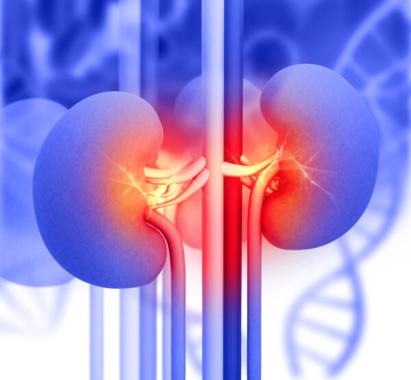 human kidneys