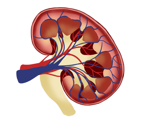 human kidney