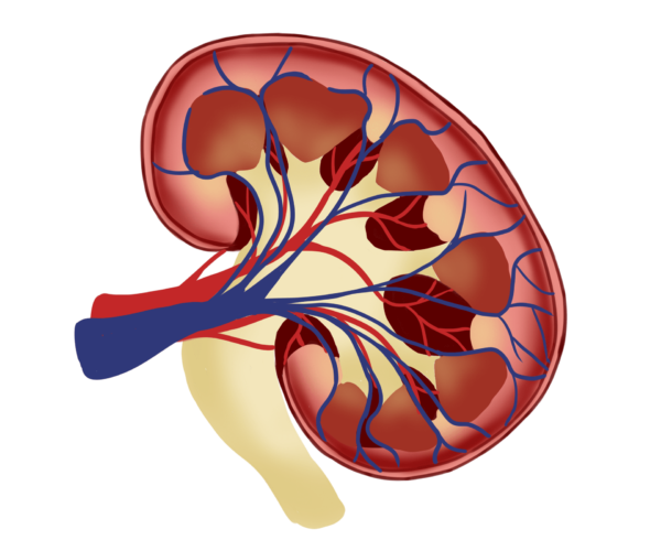 Coronary Angiography and Contrast Induced Nephropathy