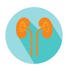 picture of kidneys