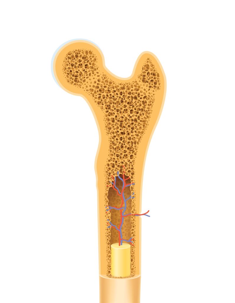 types of tissue in bone marrow