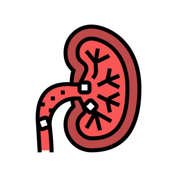 picture of a kidney