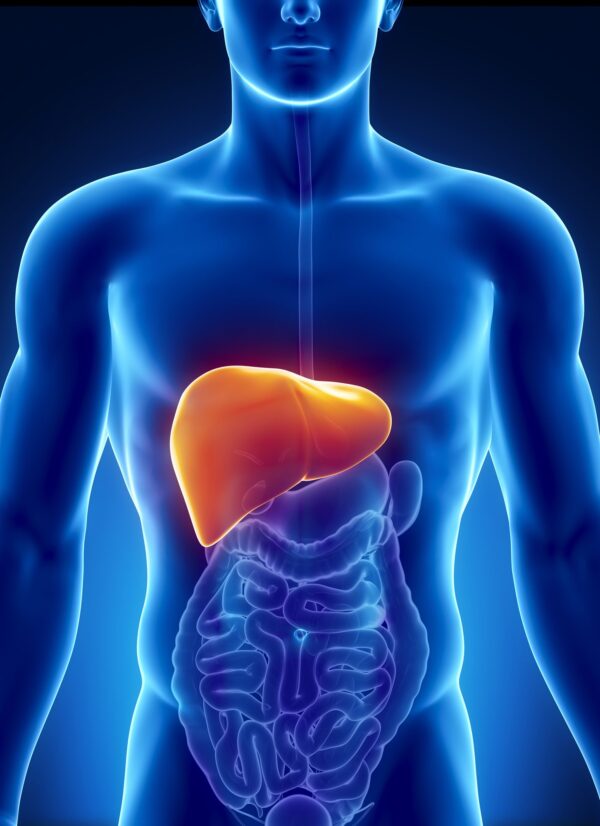 picture of the human liver