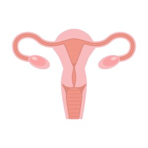 Diagram of the uterus.