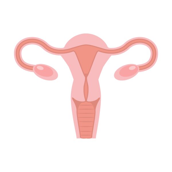 Diagram of the uterus.