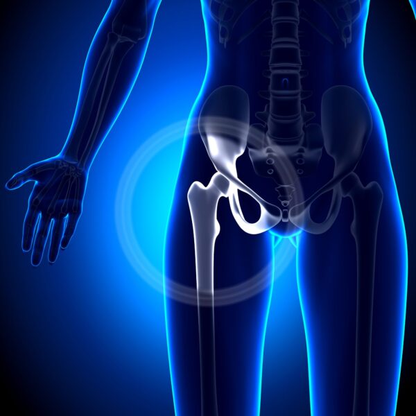 hip joint