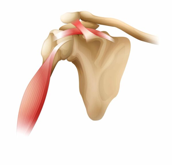 shoulder bone muscles