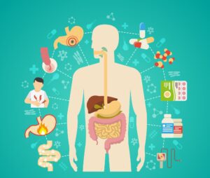 picture of the digestive system.