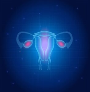 picture of ovaries and uterus anatomy