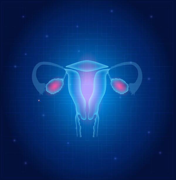 picture of ovaries and uterus anatomy