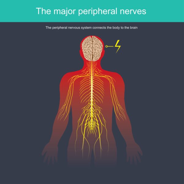 picture of nerves in the body