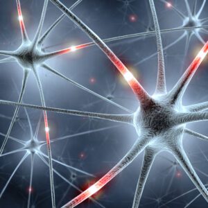 human nerve