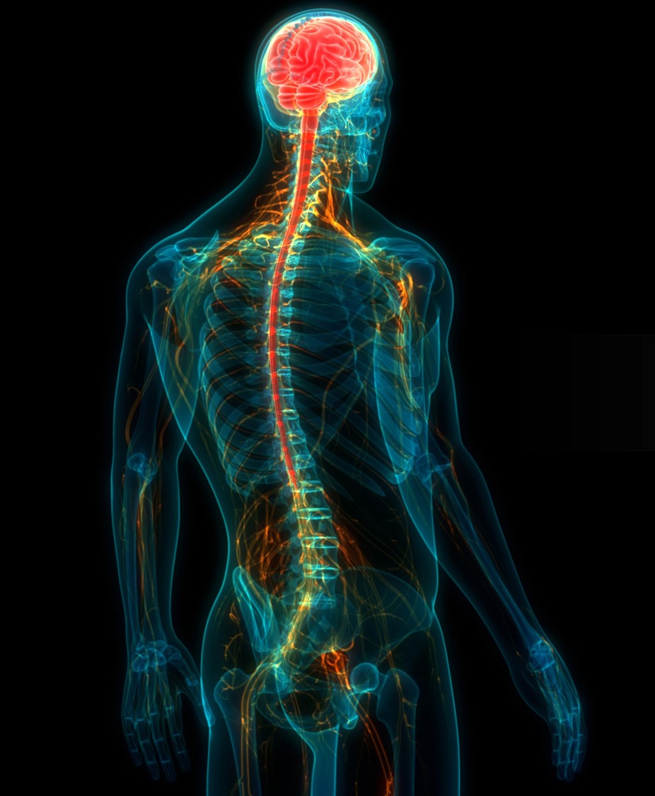 Chapter-13-The-Nervous-system.jpg