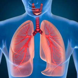 picture of human lungs