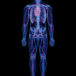 human vascular system photo