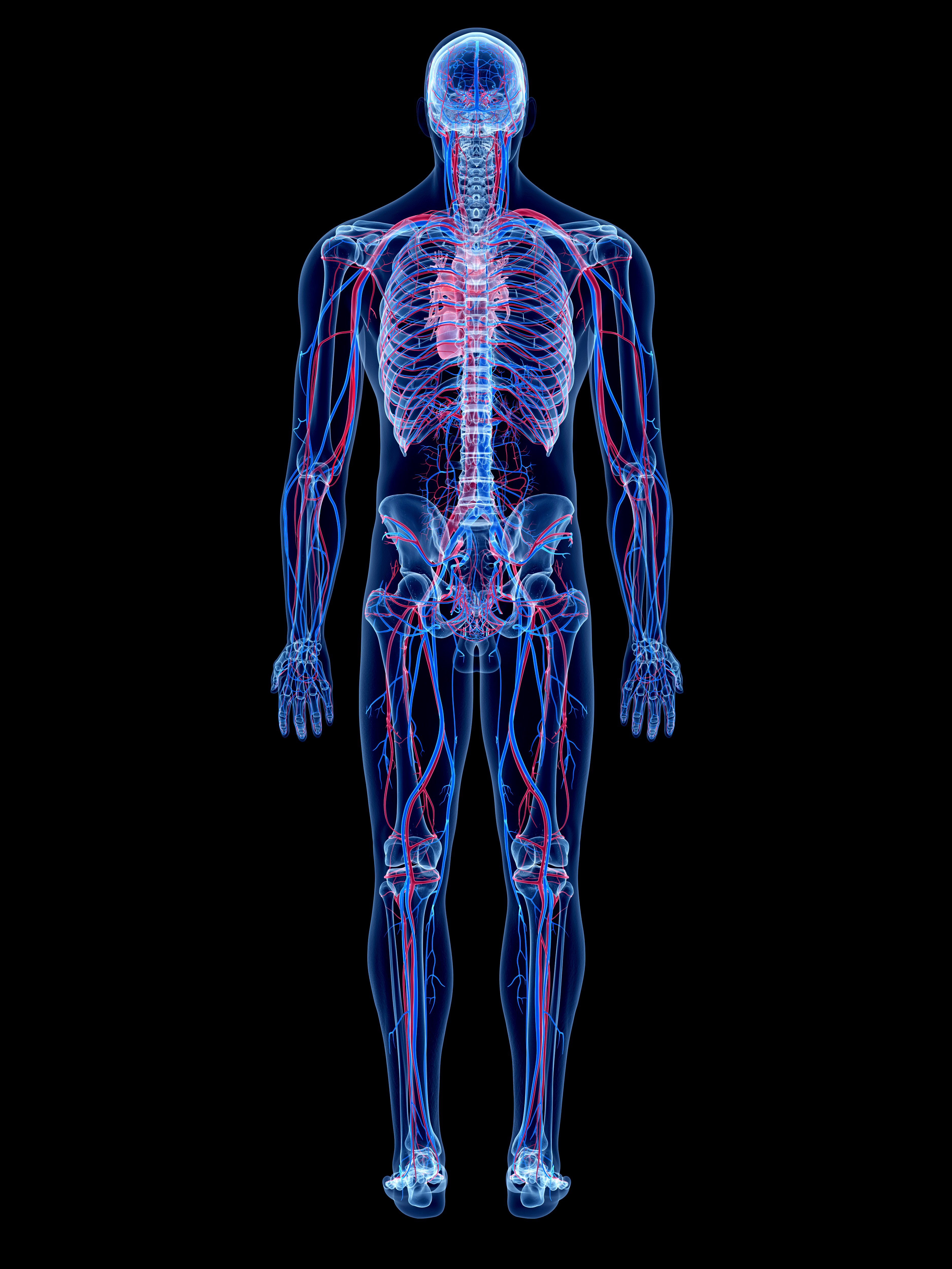 human vascular system photo